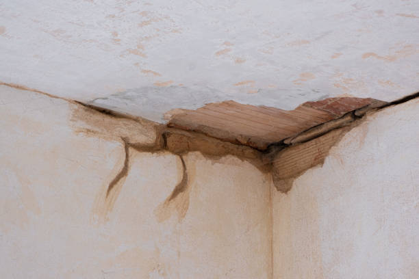 Best Flood restoration services  in Holly Hill, FL
