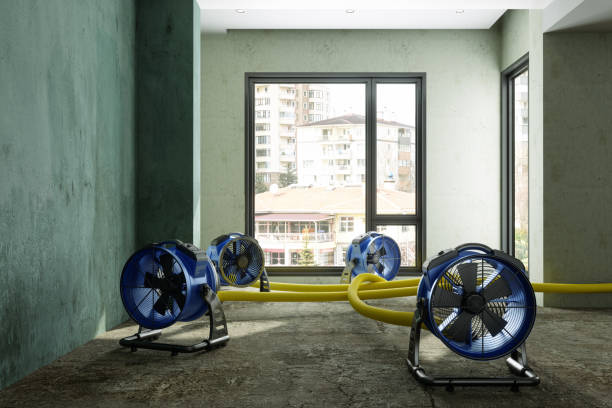 Best Professional water damage repair  in Holly Hill, FL